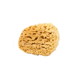 Aktarist Deniz Süngeri