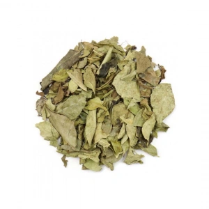 Aktarist Köri Yaprağı