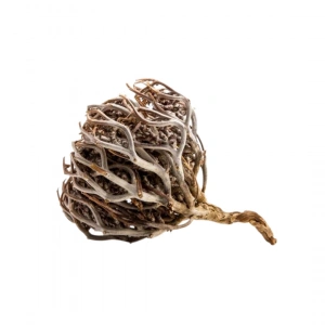 Aktarist Meryem Ana Eli