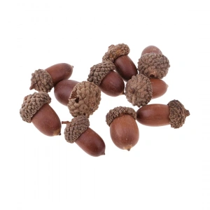 Aktarist Meşe Palamudu