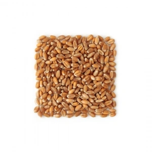 Aybak Kuş Yemlik Buğday 2. Kalite