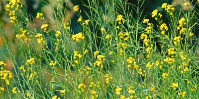 SİYAH HARDAL TOHUMU