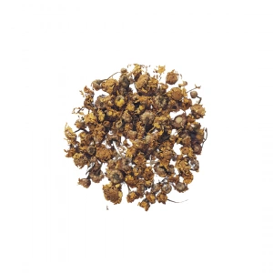 Aktarist Papatya Sarı