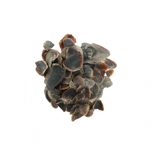 Aktarist Şeytan Tırnağı