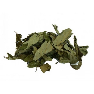 Aktarist Üvez Yaprağı