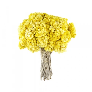 Aktarist Altın Otu Demet