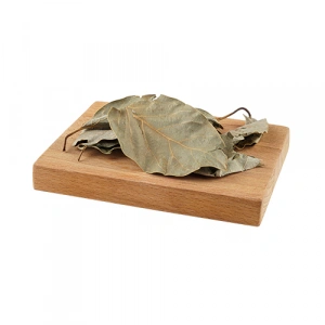 Aktarist Avokado Yaprağı