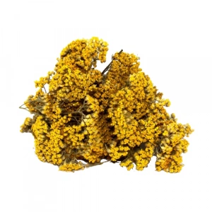 Aktarist Civanperçemi Demet - Kandil Çiçeği