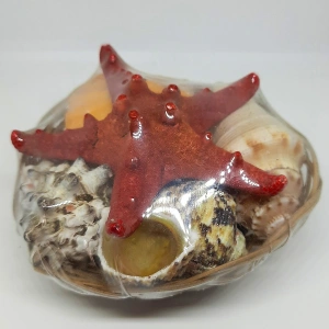 Aktarist Dekoratif Deniz Kabuğu Büyük