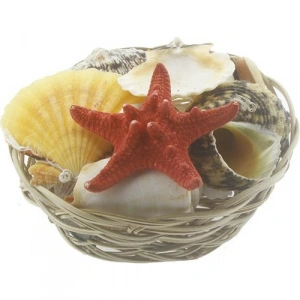 Aktarist Dekoratif Deniz Kabuğu Küçük