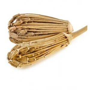 Aktarist Diş Otu Tane