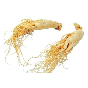 Aktarist Ginseng Panax Tane