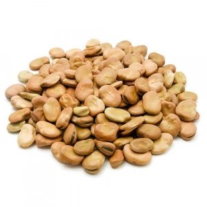 Aktarist Kabuklu Bakla İri Boy