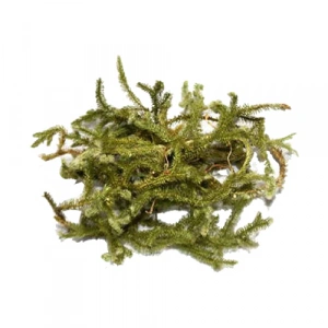 Aktarist Kurt Pençesi - Kibrit Otu