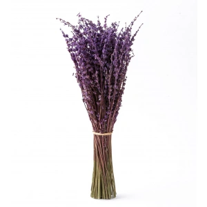 Aktarist Lavanta Demeti