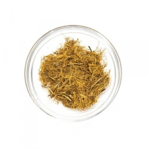 Aktarist Meyan Kökü Lif