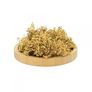 Aktarist Mürver Çiçeği