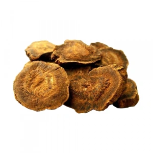 Aktarist Ravent Kökü - Işkın Otu