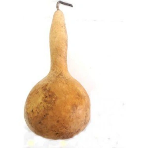 Aktarist Su Kabağı