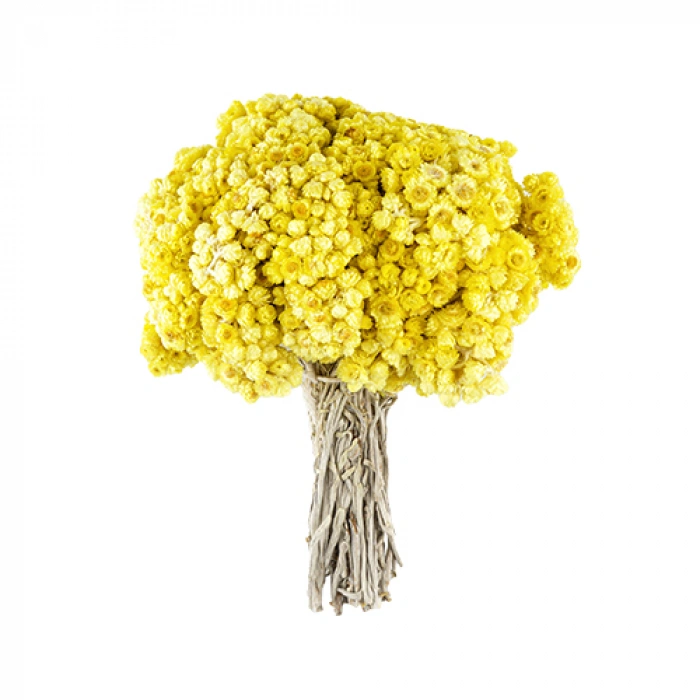 Aktarist Altın Otu Demet