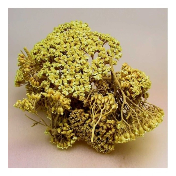 Aktarist Civanperçemi Çiçek - Kandil Çiçeği