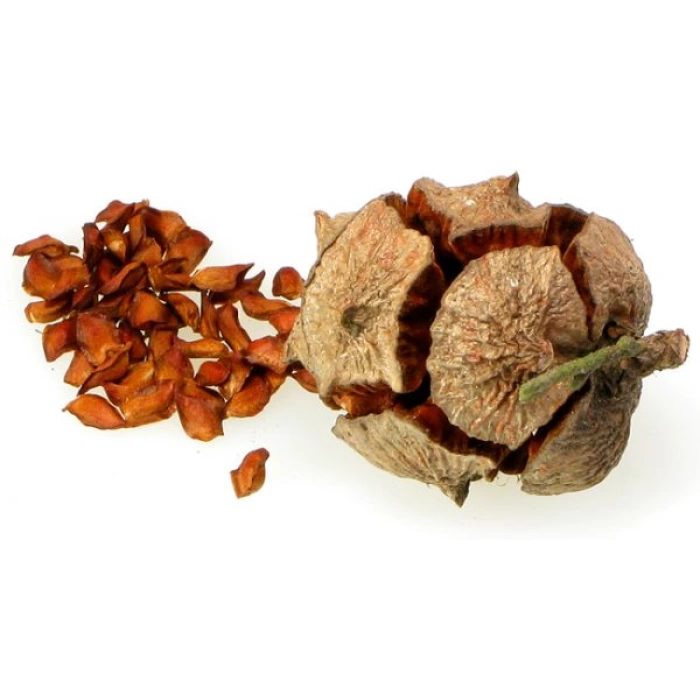 Aktarist Selvi Kozalağı