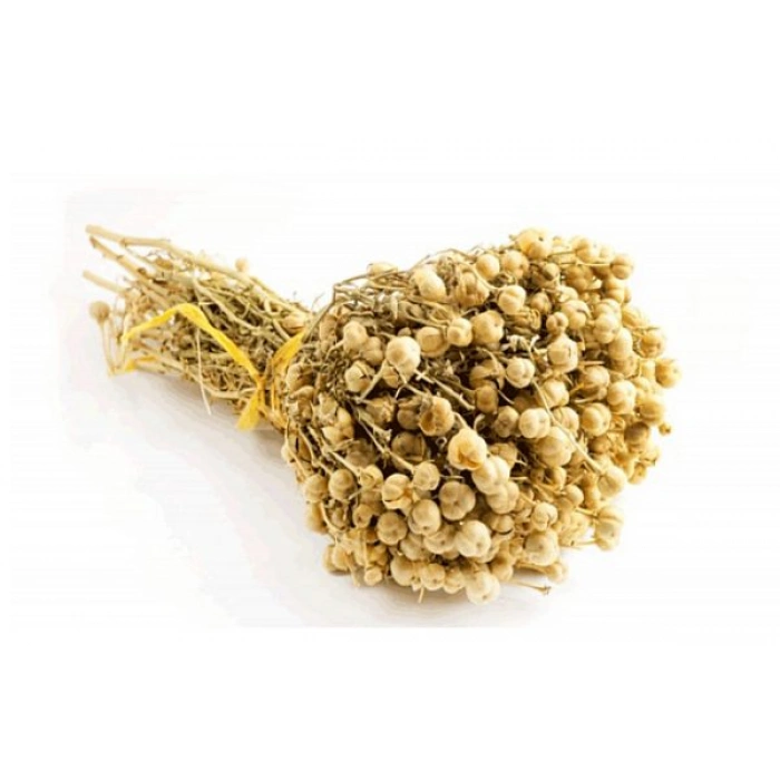 Aktarist Tütsülük Demet Üzerlik