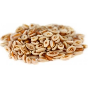 Aktarist Karnıyarık Tohumu - Sinirli Ot Tohumu