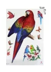 Geçici Papağan Dövme Tattoo