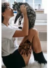 Geçici Kızılderili Kedi Dövme Tattoo