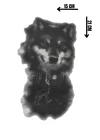 Geçici Kurt Figürlü Dövme Tattoo