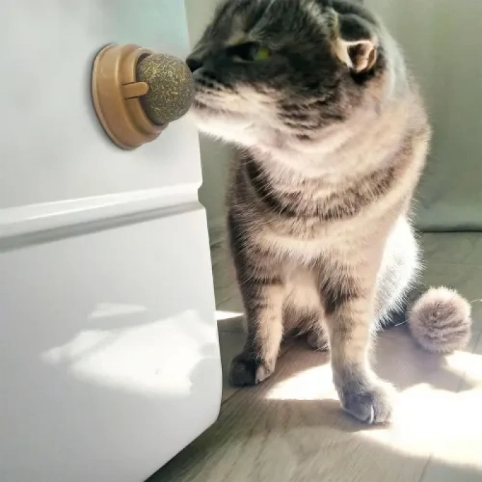 Kedi Nanesi Oyun Topu