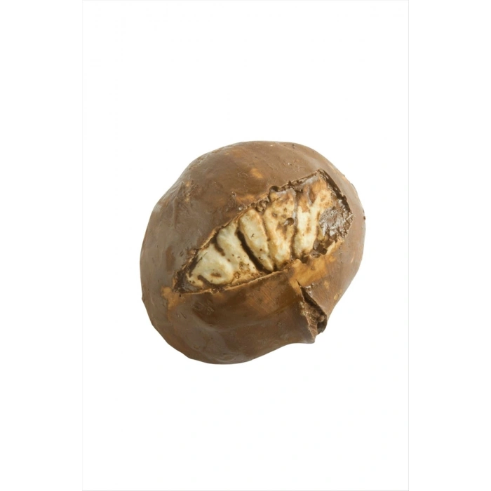 Kestane Magnet