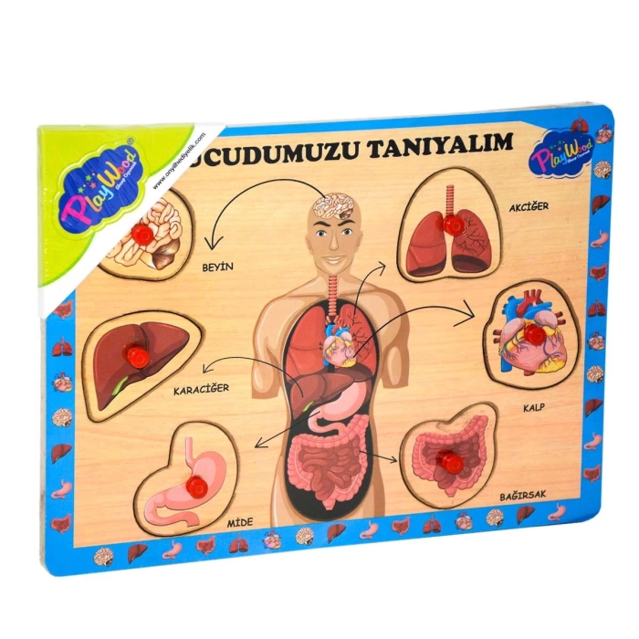 Ahşap Tutmalı Vücudumuzu Tanıyalım Puzzle