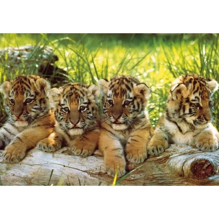 KS Mark Goulding Four Tigers 200 Parça Puzzle