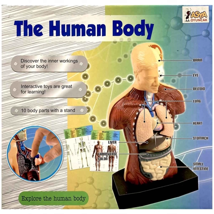 The Human Body İnsan Vücudu 3D Eğitim Seti 3301