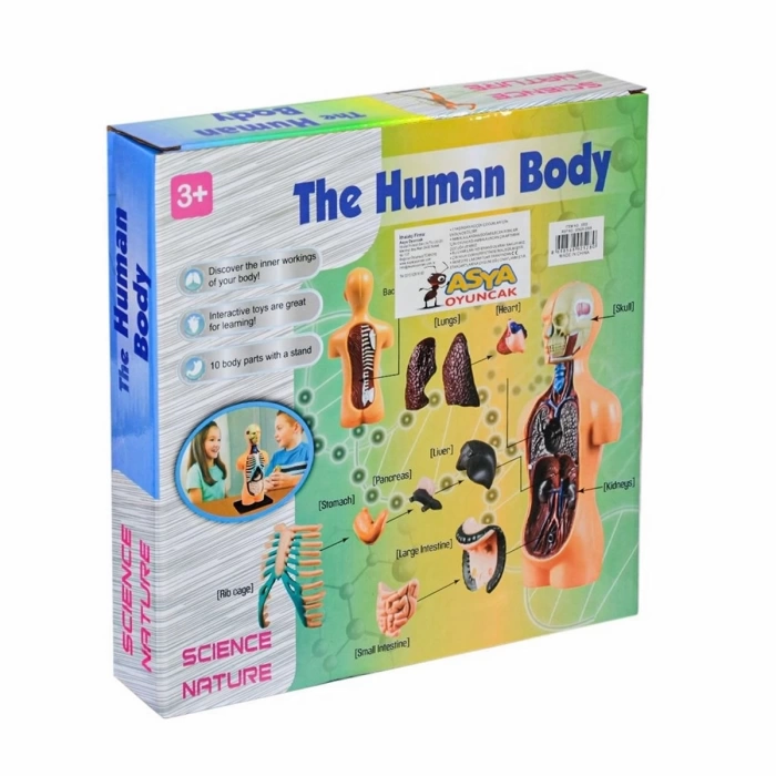 The Human Body İnsan Vücudu 3D Eğitim Seti 3305