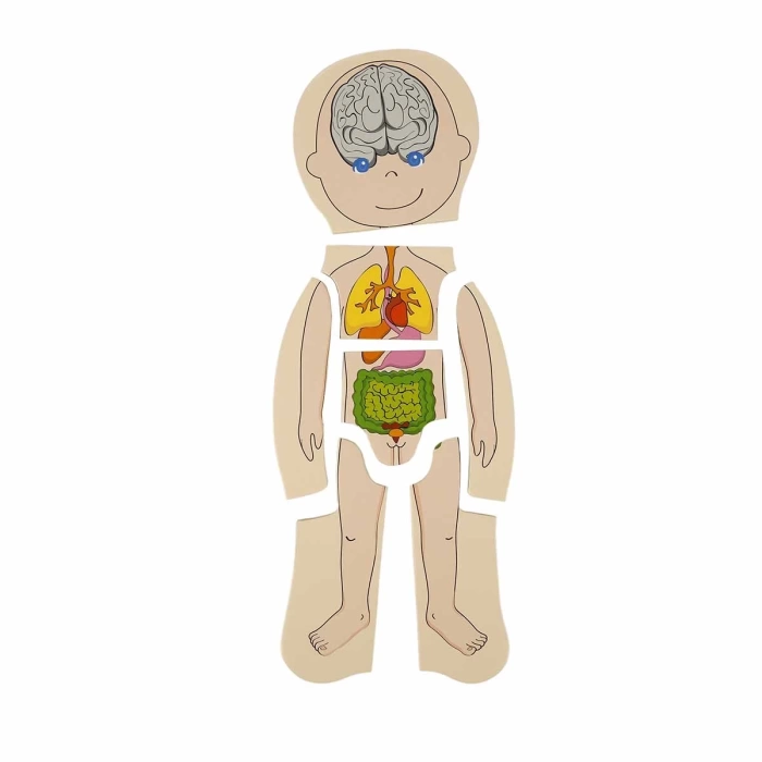 Woody Oyna Öğren Katmanlı İnsan Vücudu Ahşap Puzzle 4 x 7 Parça