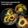 LEGO Botanicals Ayçiçeği Buketi 11502