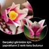 LEGO Botanicals Manolya Dalları 11510