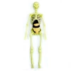 The Human Body İnsan Vücudu 3D Eğitim Seti 3302