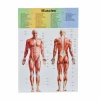 The Human Body İnsan Vücudu 3D Eğitim Seti 3305