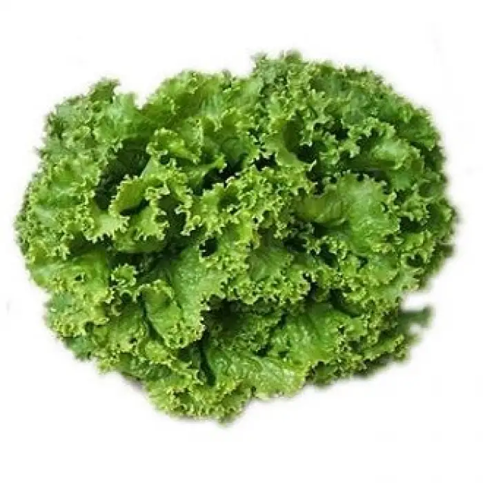 Marul Kıvırcık Adet