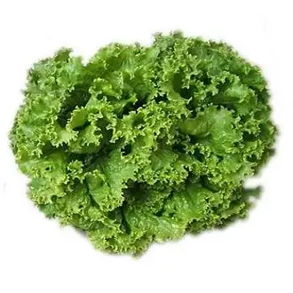 Marul Kıvırcık Adet