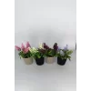 Eva BRN EVA 5784 Çiçek Lavanta Mini Saksılı 4LÜ
