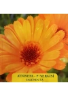 Aynısefa- P. Nergisi Çiçek Tohumu 1 paket