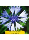 Mavi Kantaron Çiçek Tohumu 1 paket