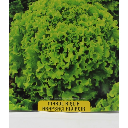 Arapsaçı Marul Tohumu 1 paket