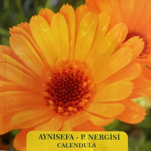 Aynısefa- P. Nergisi Çiçek Tohumu 1 paket