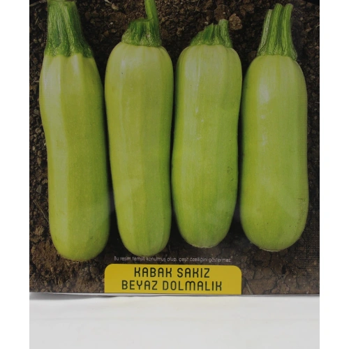 Beyaz Dolmalık Kabak Tohumu 1 paket